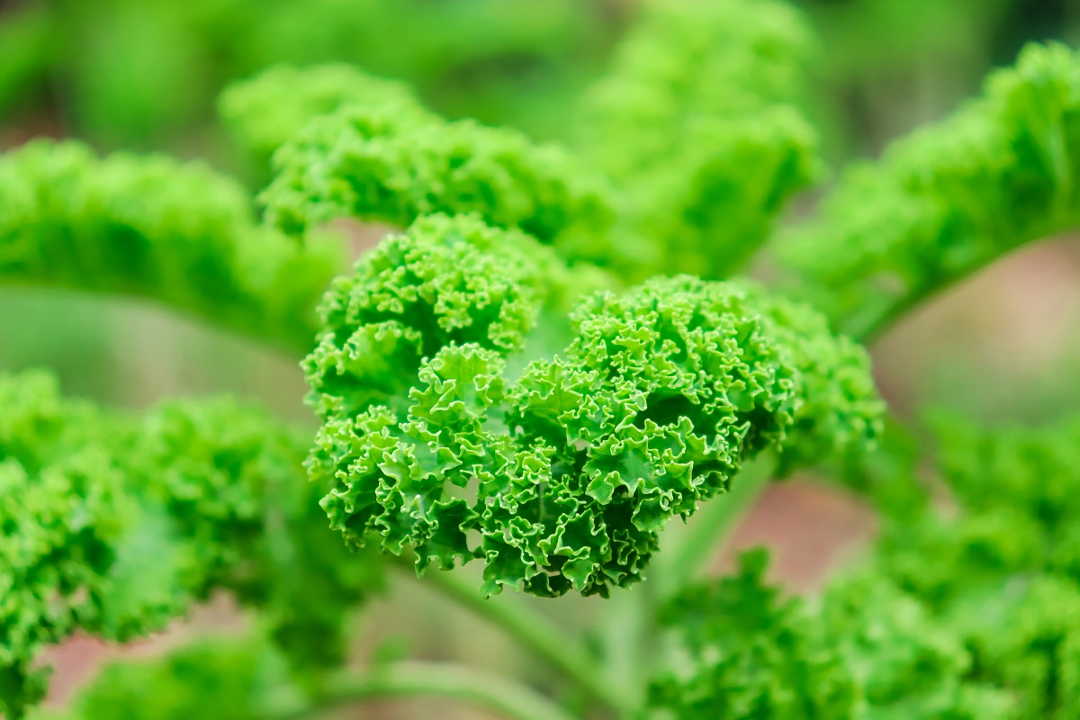 Top Agricultural Products to Boost Farm Productivity