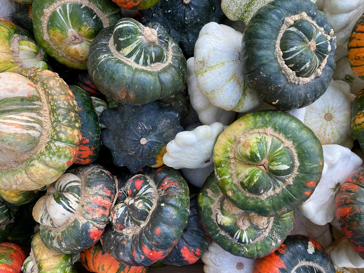 The Ultimate Guide to Growing Zucchini: Best Varieties, Planting Tips, and Soil Prep