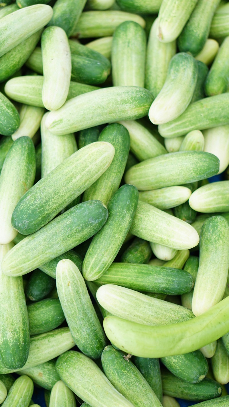 How to Grow Cucumbers at Scale: From Soil Prep to Market-Ready Harvest