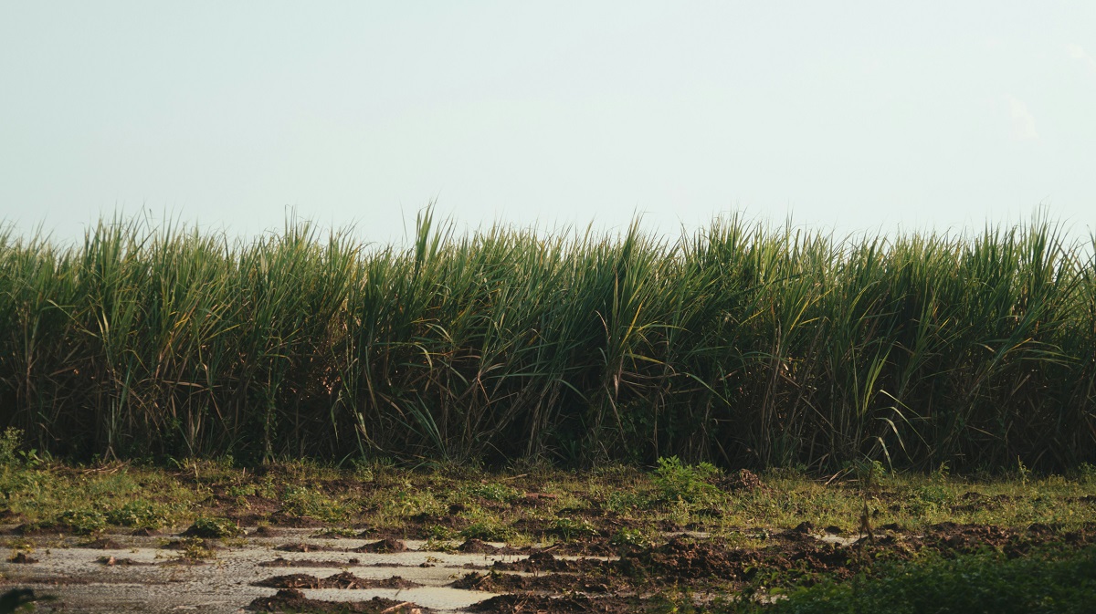 How to Grow Sugarcane: A Smart Investment for Sustainable Agriculture
