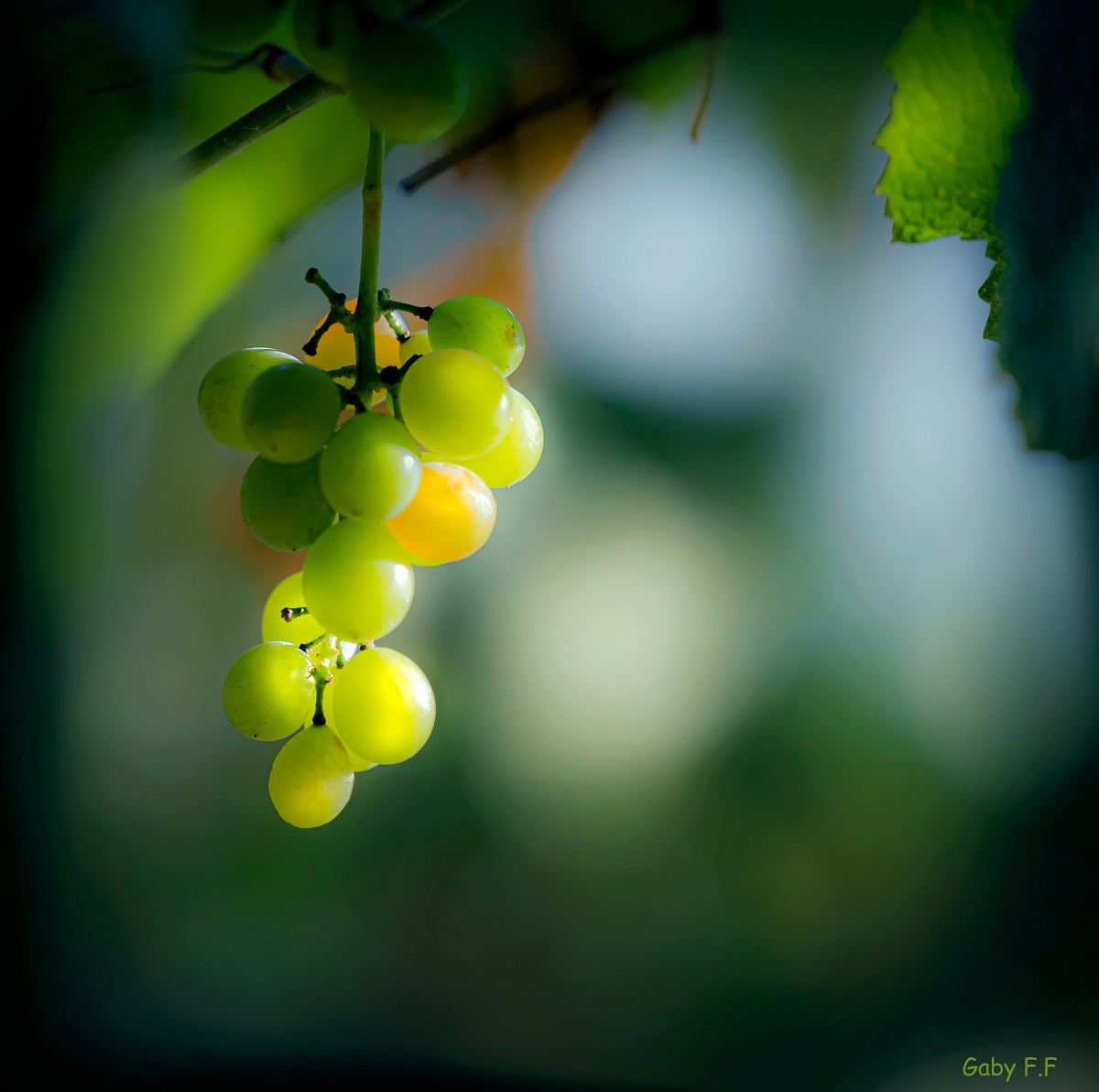 How to Start Grape Cultivation: A Complete Guide for a Thriving Vineyard
