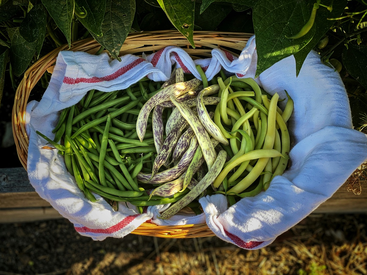 How to Grow Beans in the U.S.: Soil Prep, Planting Tips, Harvesting, and Market Insights