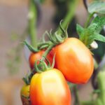 How to Grow Tomatoes: A Complete Guide