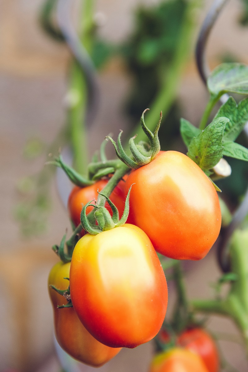 How to Grow Tomatoes: A Complete Guide