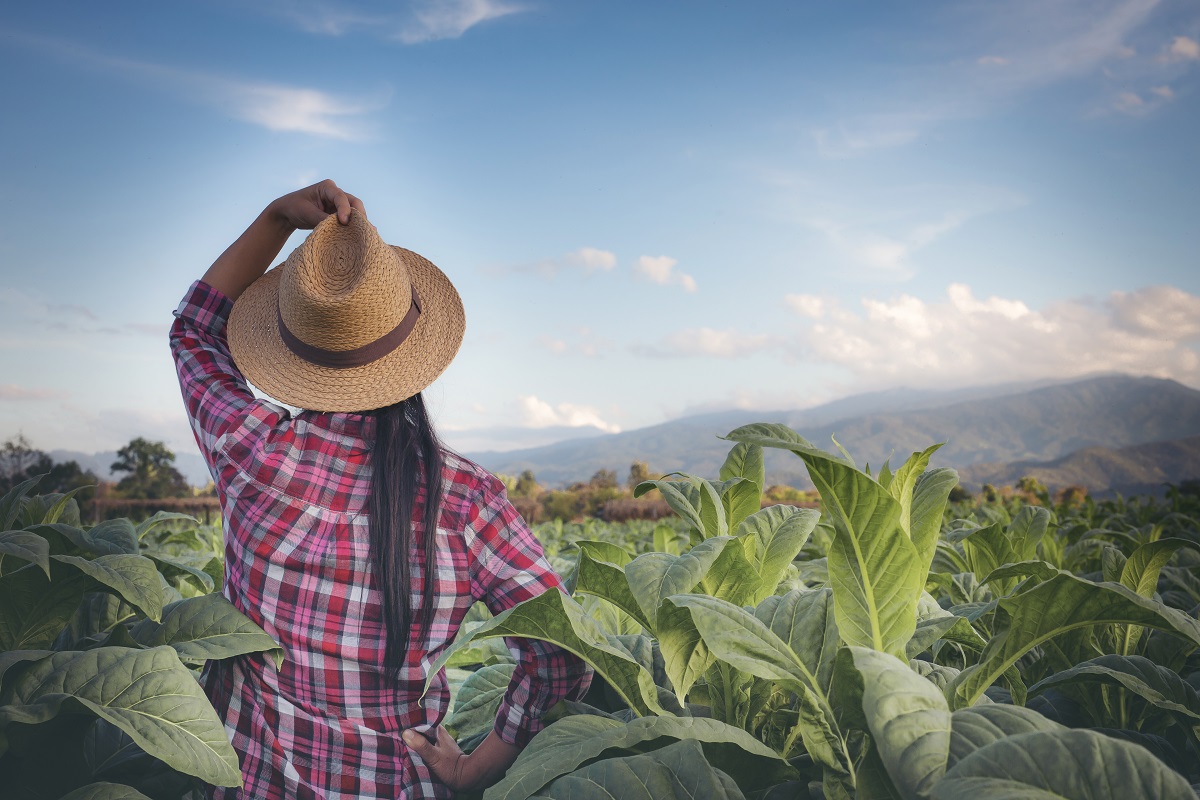 Complete Guide to Tobacco Cultivation: From Planting to Market Success