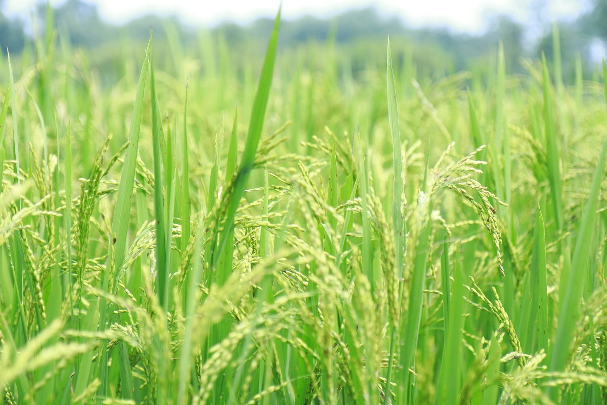 Complete Guide to Rice Cultivation: From Field Preparation to Harvest Success