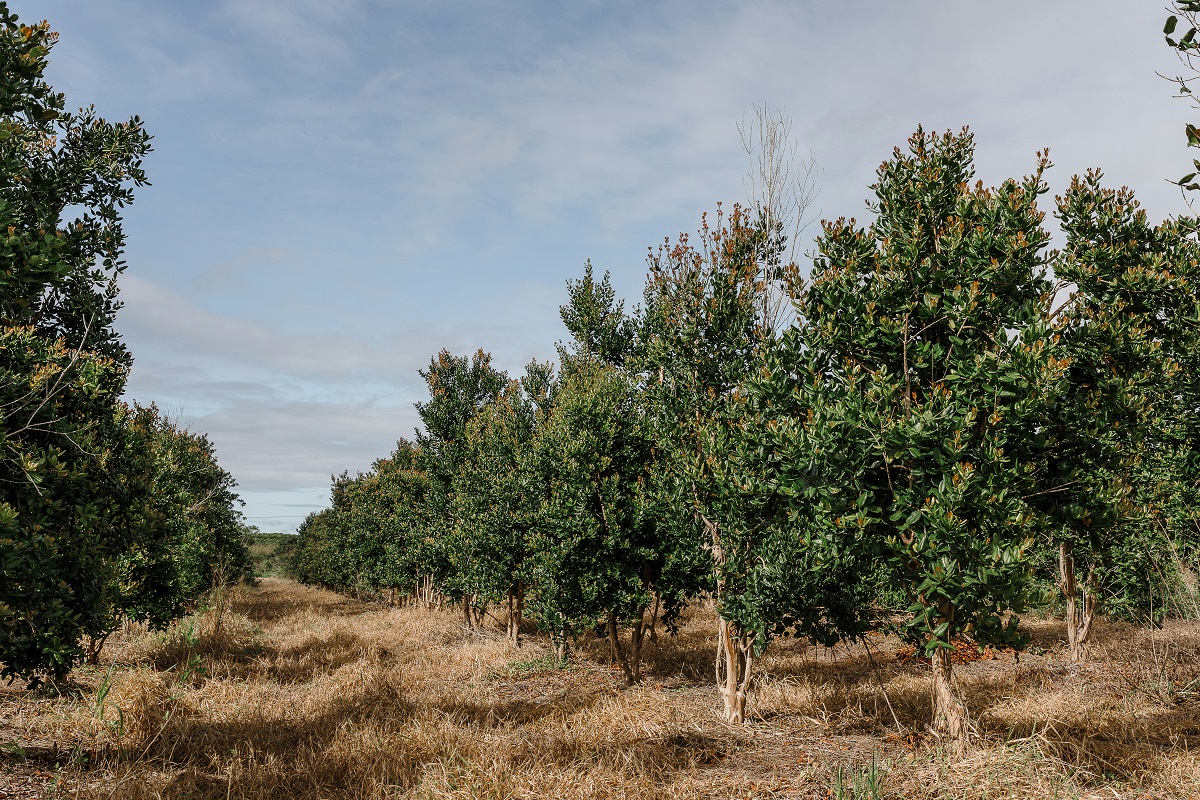 Best Products and Methods to Protect Your Fruit Trees from Insect Damage