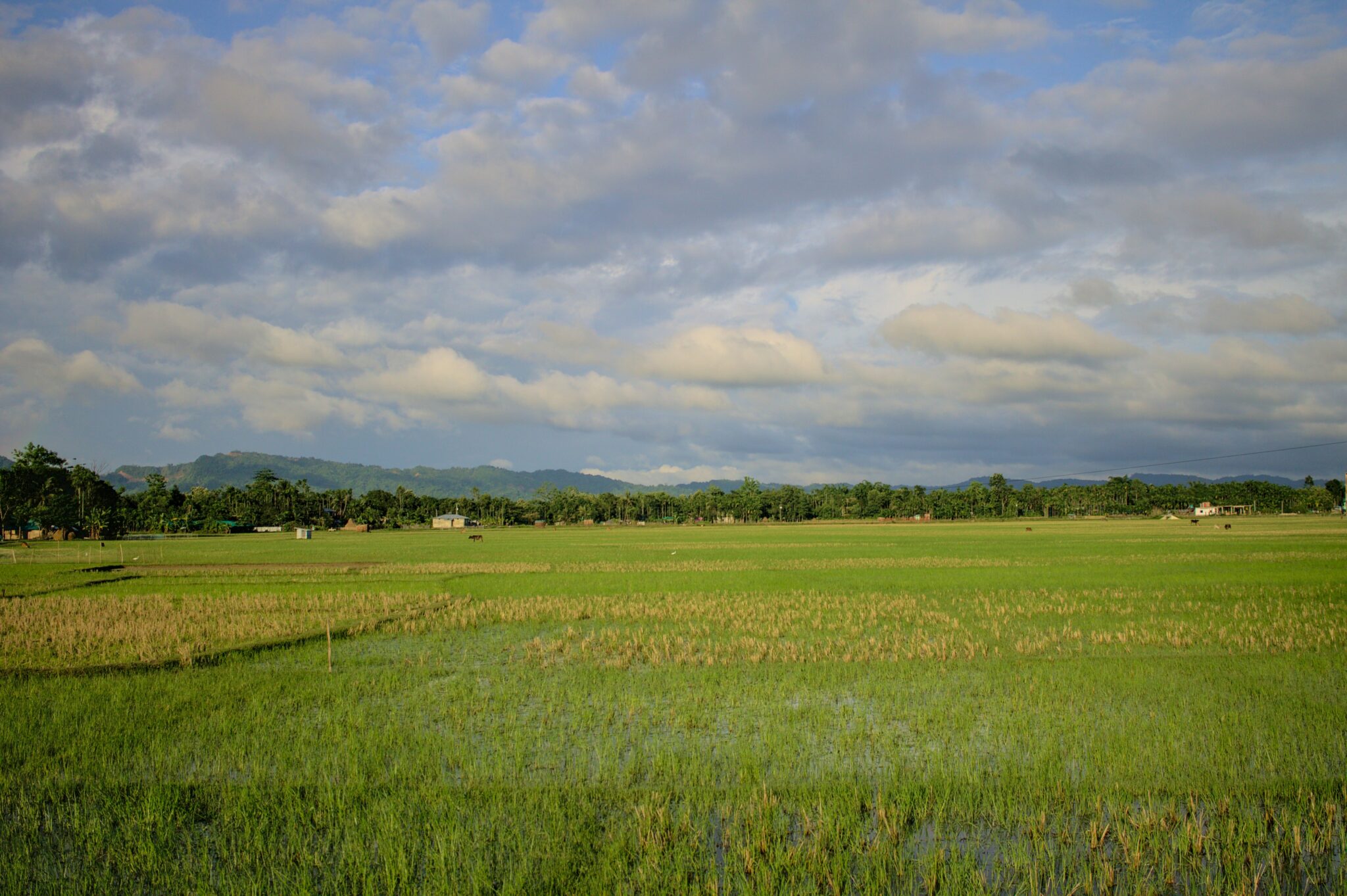 Complete Guide to Rice Cultivation: From Field Preparation to Harvest ...