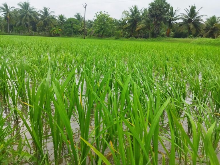 Complete Guide to Rice Cultivation: From Field Preparation to Harvest ...