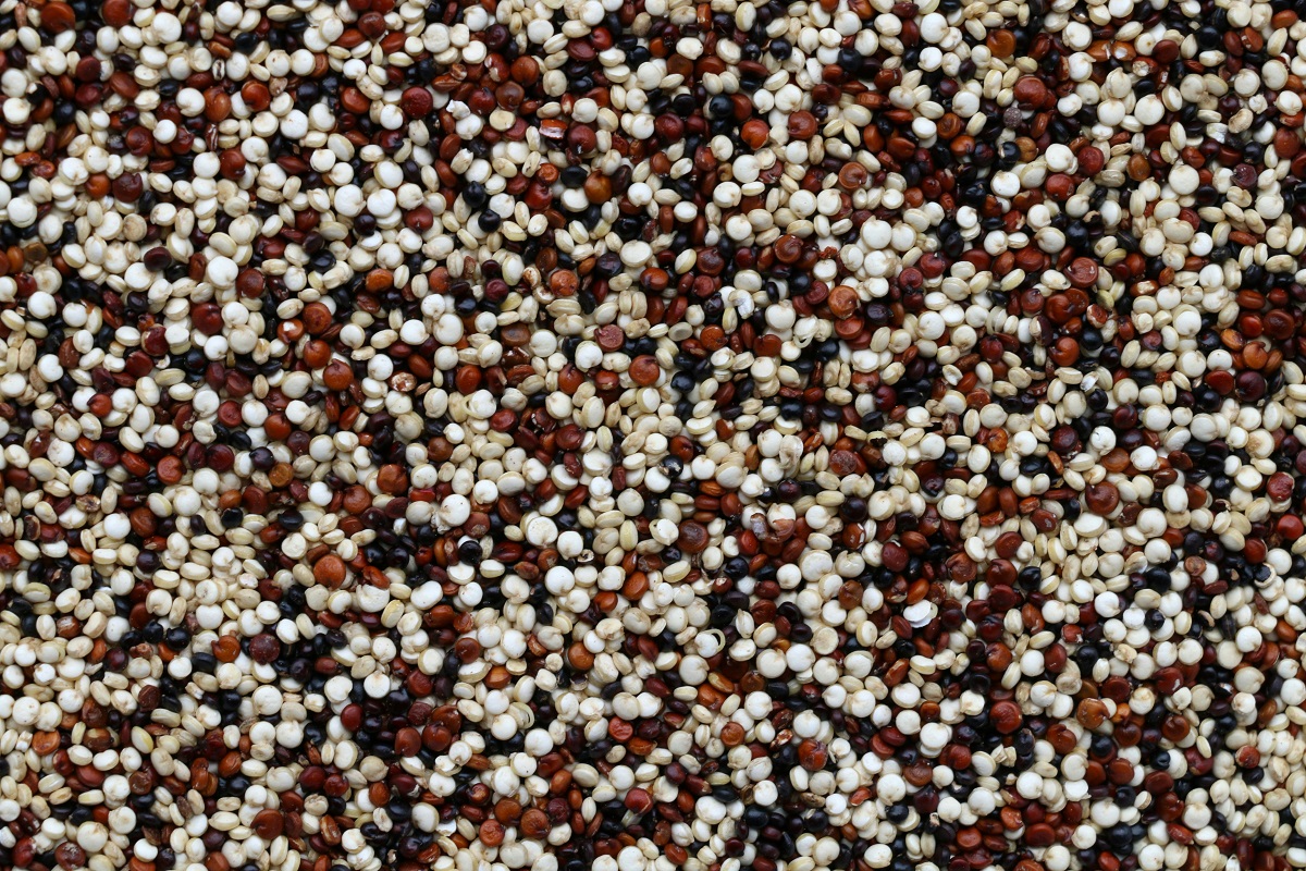 How to Cultivate Quinoa: Complete Growing Guide