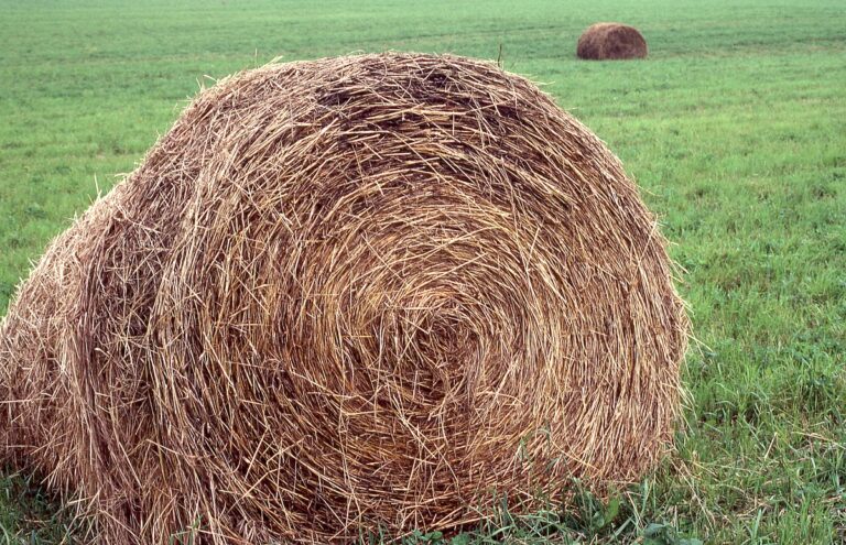 What Is Hay? Complete Production Guide for Quality Forage | American