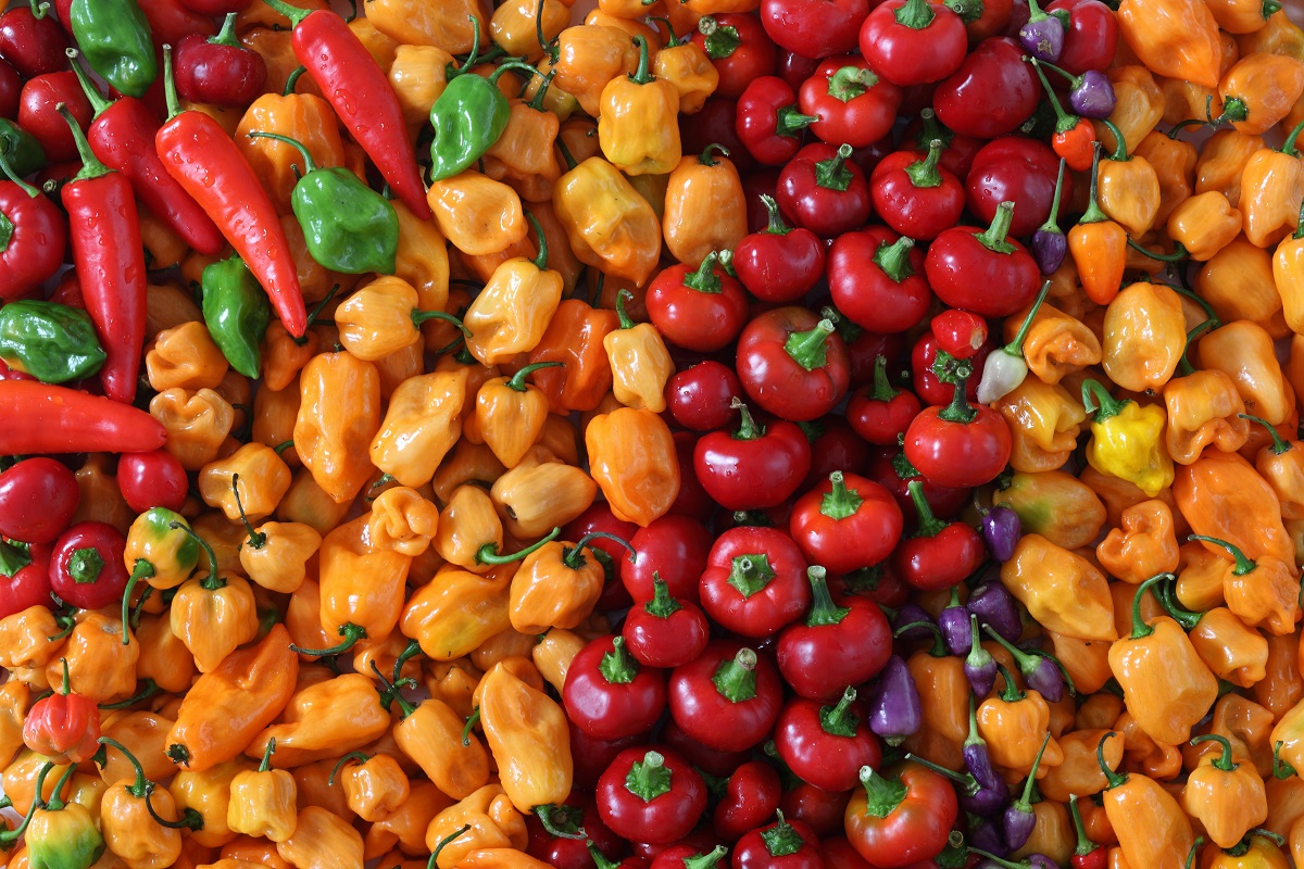 Peppers Growing Guide: Types and Cultivation