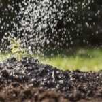 Step by step process for taking and planting hardwood fruit tree cuttings