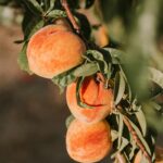 Nutritional benefits of fresh peaches including vitamins and minerals