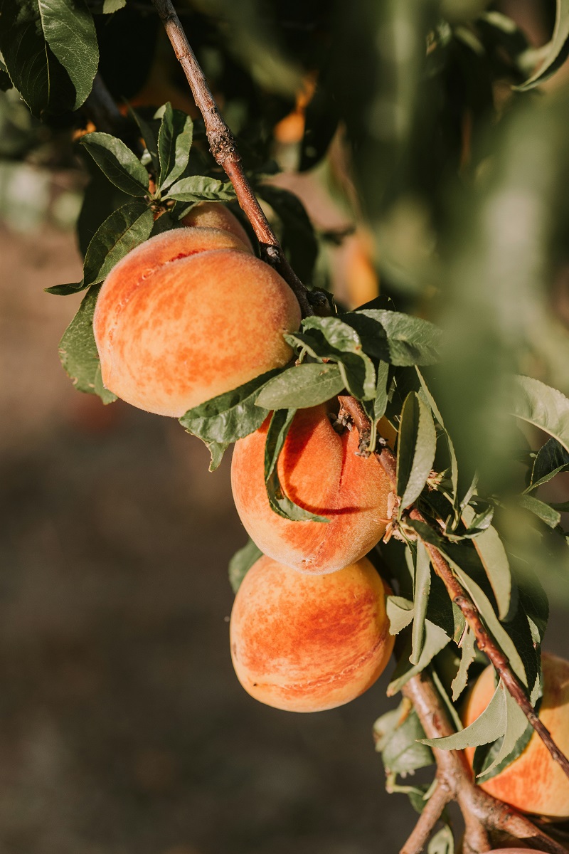 Nutritional benefits of fresh peaches including vitamins and minerals