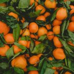 How to Grow Mandarin Oranges: Complete Guide to Planting and Harvesting Sweet Citrus