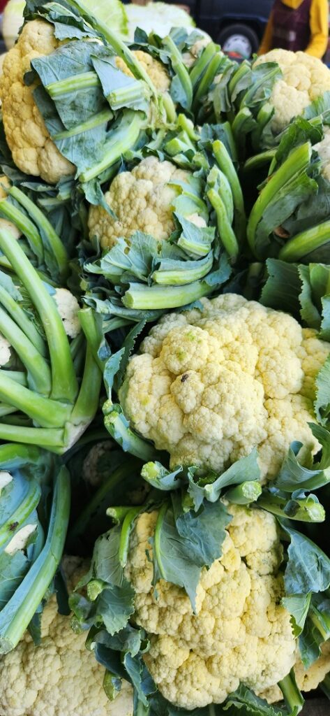 Drip irrigation delivering water and nutrients to growing cauliflower plants