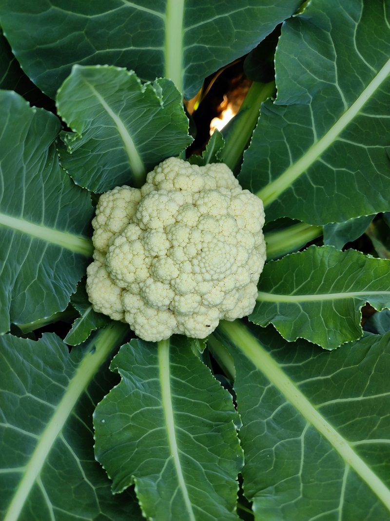 How to Grow Cauliflower: Complete Guide to Planting, Care, and Harvest