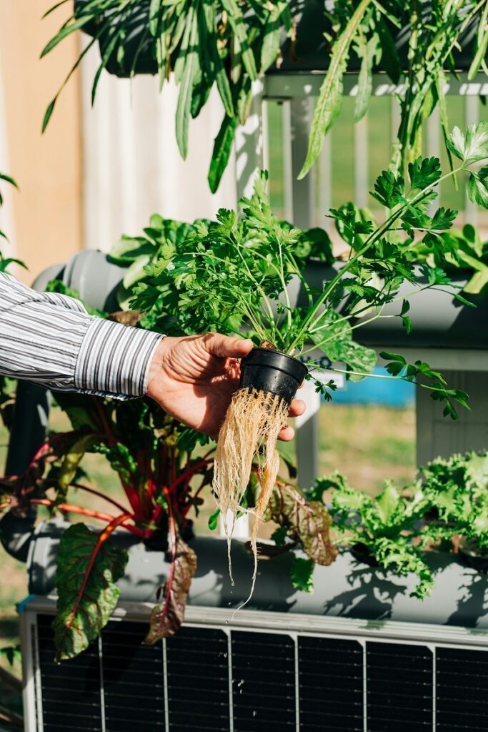 hydroponics