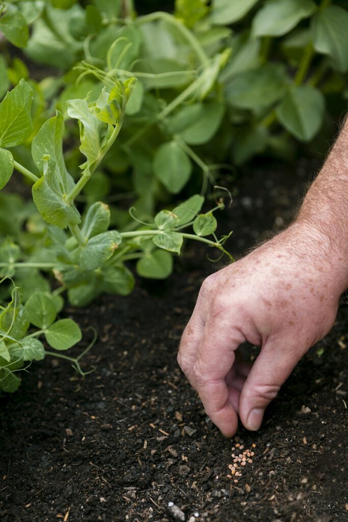Side-by-side comparison of rich organic soil versus depleted conventional farmland soil structure
