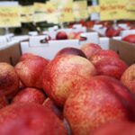 Nectarines