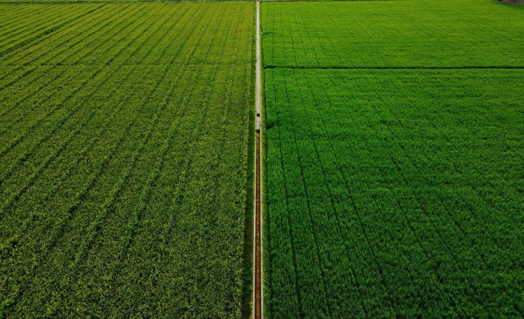 Healthy cover crop field with dense vegetation protecting and enriching soil between cash crops