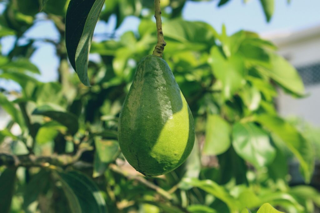 Avocado nutrition facts and market growth statistics for growers