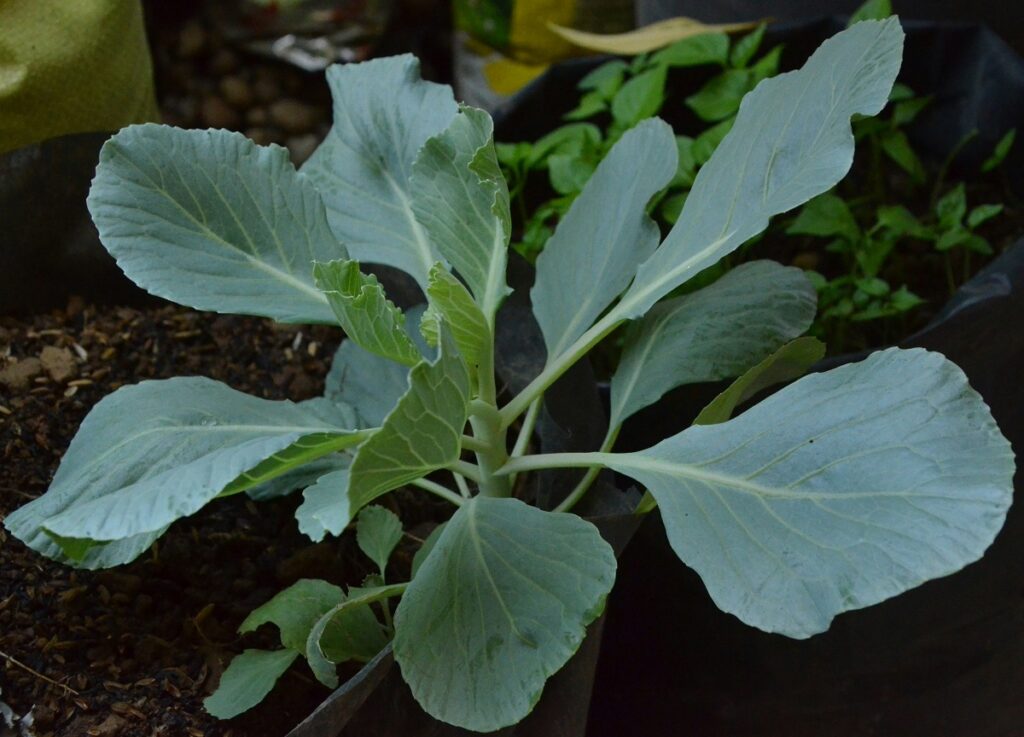 Cauliflower