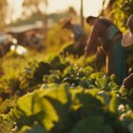 Planting Seasons