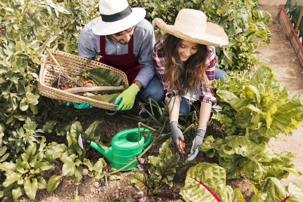 Productive organic garden featuring lettuce, herbs, tomatoes, and peppers for maximum profitability