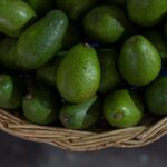 Grow Avocados
