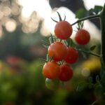 How to Grow Cherry Tomatoes at Home