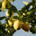 How to Propagate Fruit Trees