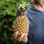 abacaxi organica produto fazenda