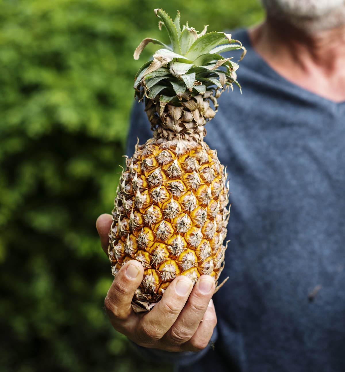 abacaxi organica produto fazenda