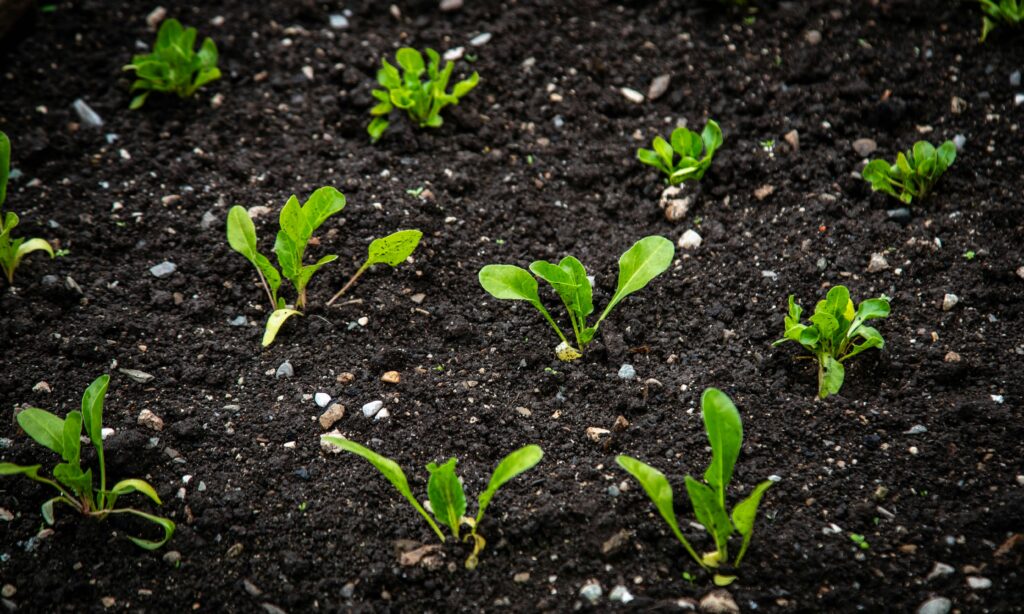 Healthy Brussels sprouts plant showing multiple sprouts growing along central stalk