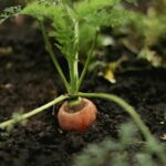 Freshly harvested homegrown carrots showing healthy roots and green foliage