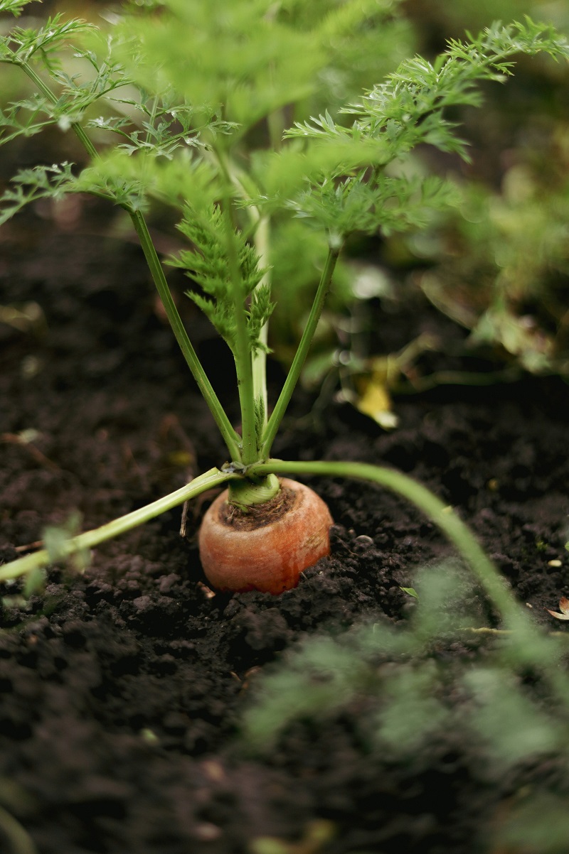 Freshly harvested homegrown carrots showing healthy roots and green foliage