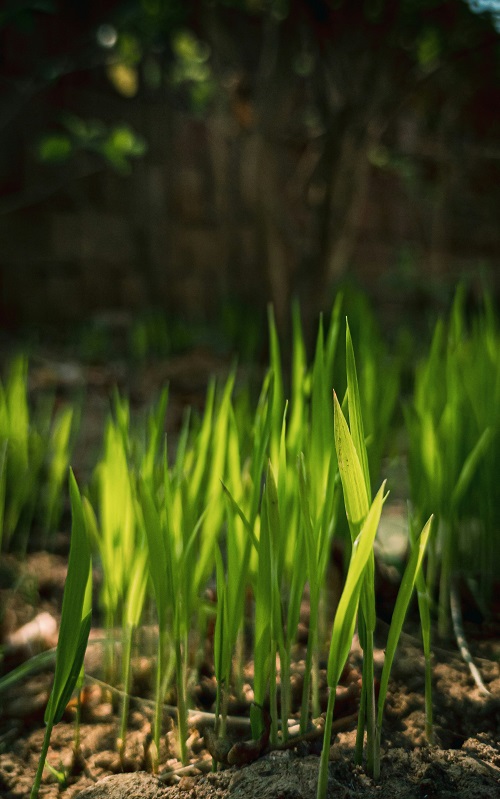 Various types of grass showing different textures and colors in well-maintained lawns