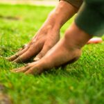 Types of Grass: Complete Guide to Choosing the Right Lawn for Your Yard