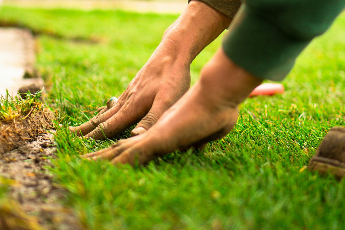 Types of Grass: Complete Guide to Choosing the Right Lawn for Your Yard