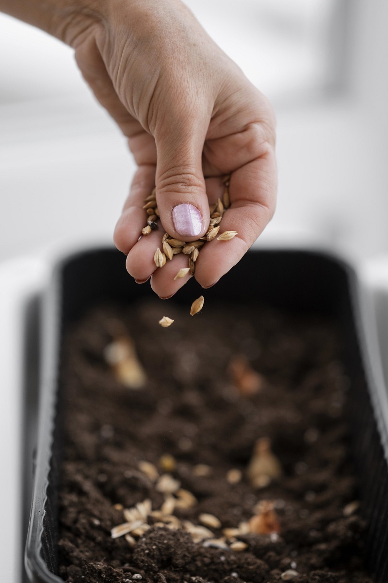 Seed Inoculation: What It Is, How It Works, and How to Use It for Better Yields