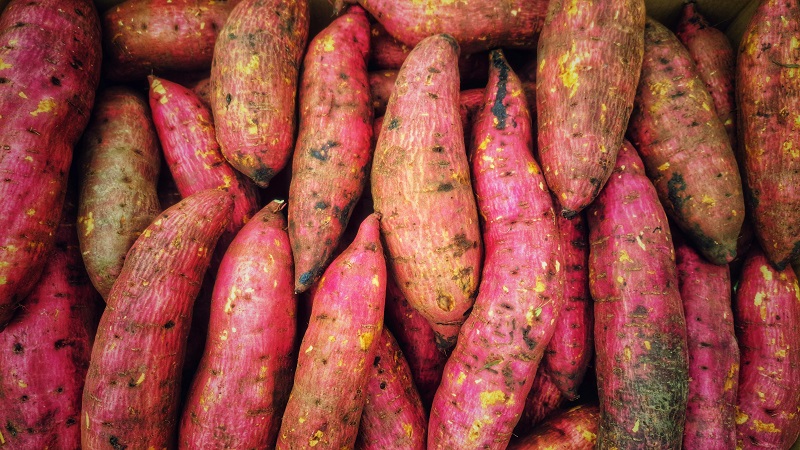 How to Grow Sweet Potatoes: Complete Cultivation Guide