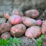 plant sweet potatoes