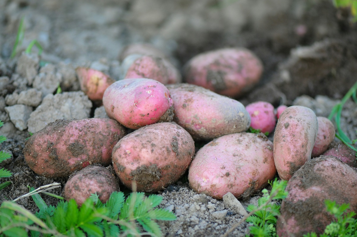plant sweet potatoes