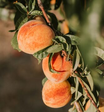 Fruit Tree