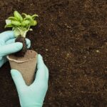 Complete Guide to Garden Fertilization: Techniques, Types, and Soil Fertility Management
