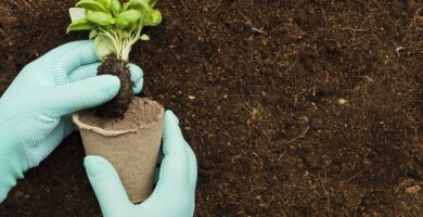Complete Guide to Garden Fertilization: Techniques, Types, and Soil Fertility Management