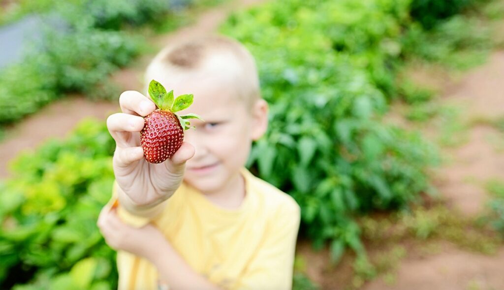 Vegetable Garden