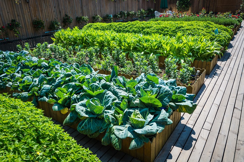 vegetable garden